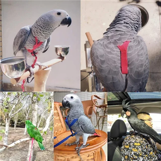 Parrot Bird Harness Leash Outdoor Activities Flying Traction Straps Band Flying Rope For Small Parakeets Cockatiels Bird NEW - Image 6