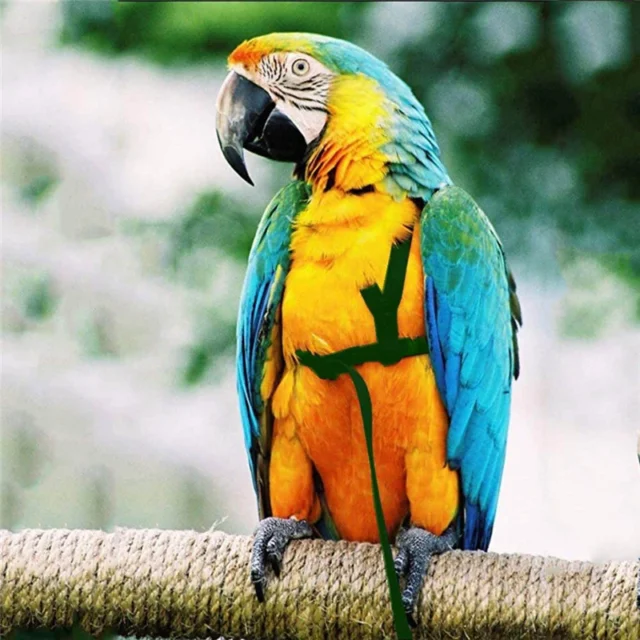 Parrot Bird Harness Leash Outdoor Activities Flying Traction Straps Band Flying Rope For Small Parakeets Cockatiels Bird NEW - Image 3