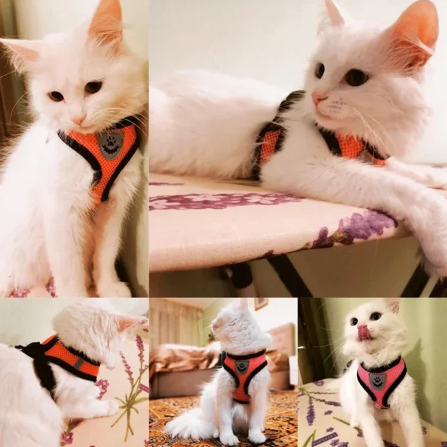 Summer Cat Dog Harness Lead Leash Adjustable Vest Polyester Mesh Breathable Harnesses Reflective for Small Dog Cat Lesah - Image 2