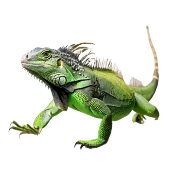 Reptiles